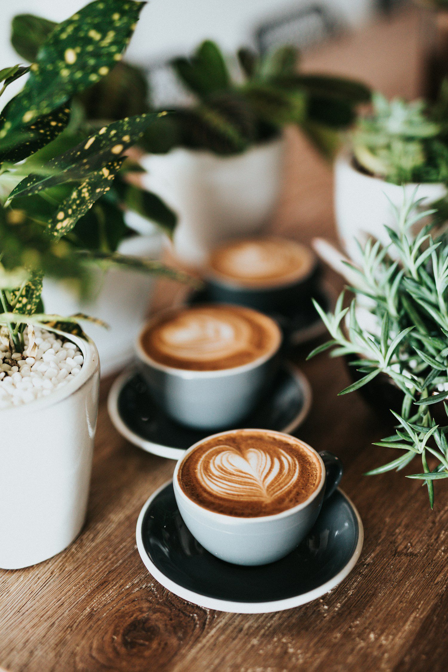 Drie cappuccino’s met latte art tussen groene planten op een houten tafel